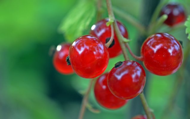 BerryLife - Our mission