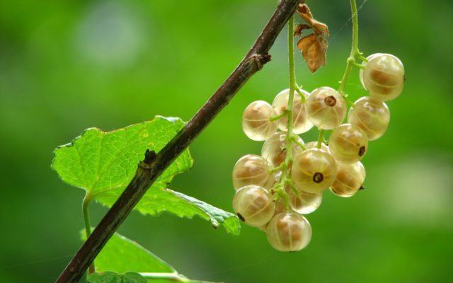 BerryLife - Our vision