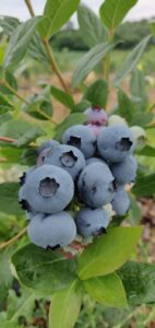 BerryLife