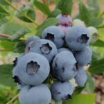 BerryLife