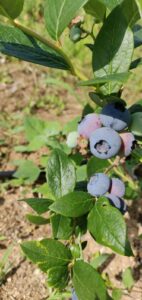 BerryLife-10