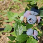 BerryLife-10