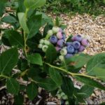BerryLife