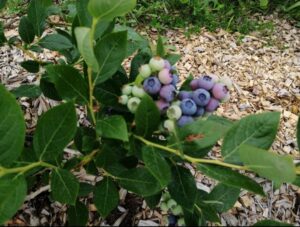 BerryLife